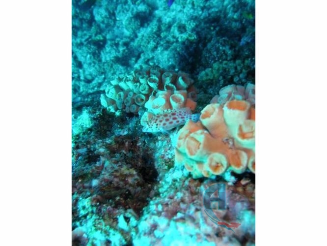 coral golfo de mex polipo largo